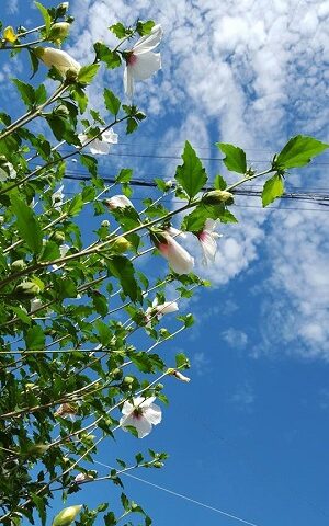 インバウンドの「ふろしき」需要・日本のお土産プラス自分使いにも注目！