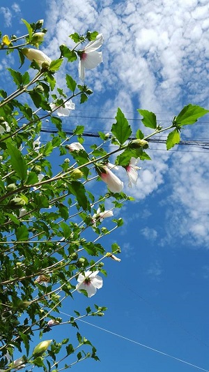 インバウンドの「ふろしき」需要・日本のお土産プラス自分使いにも注目!