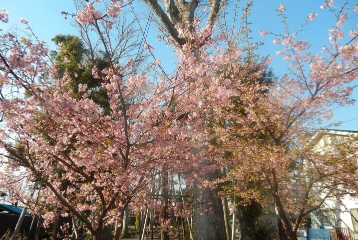 今春 注目されてる　桜 ふろしきラッピング