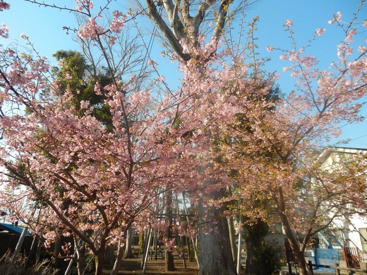 今春 注目されてる　桜 ふろしきラッピング