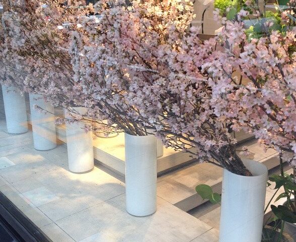 桜（国花）のご紹介。『啓翁桜（けいおうざくら）』をご存知ですか？