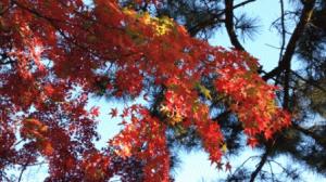 京都御所、秋の一般公開に行ってきました！
