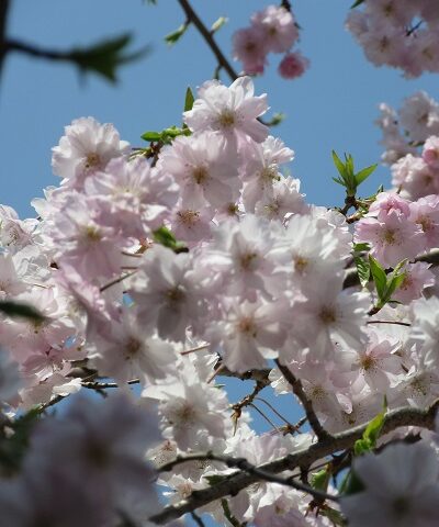 日本の花と言えば「さくら」　その人気は江戸時代から、そしてこの春むす美の桜はコレ！