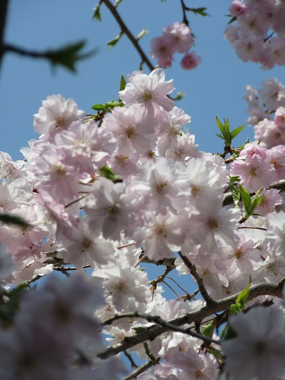 日本の花と言えば「さくら」　その人気は江戸時代から、そしてこの春むす美の桜はコレ！