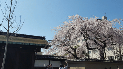 花は桜、唐長×むす美の「桜」をめでる