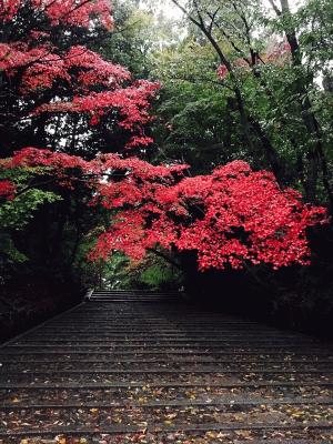 光明寺の紅葉 風呂敷から脱線 後編