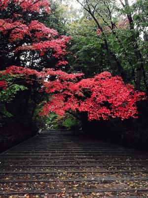 光明寺の紅葉　風呂敷から脱線　後編