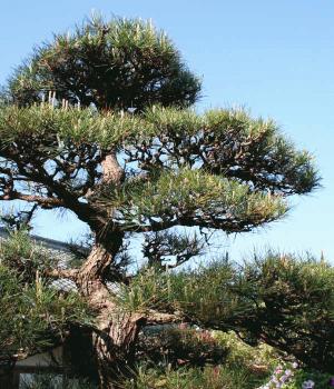 長寿のシンボル（松と海老）