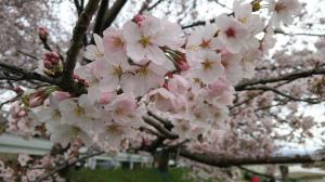 咲くもよし　散るもよし　花は嘆かず　今を生きる