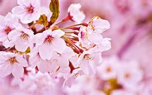 春の「桜」商材取り揃えております。ラッピング、記念品、ギフト承ります！
