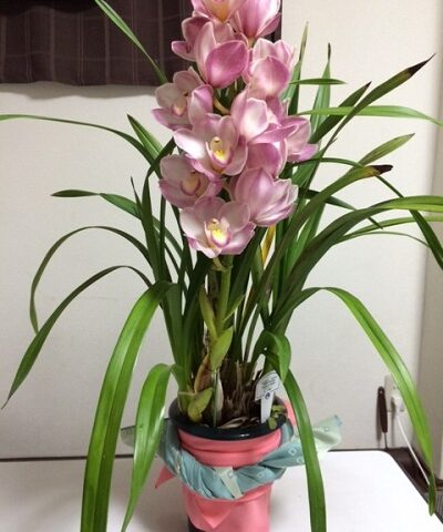 お母さん！愛されてますね！　母の日に感謝の気持ちを包みましょう！