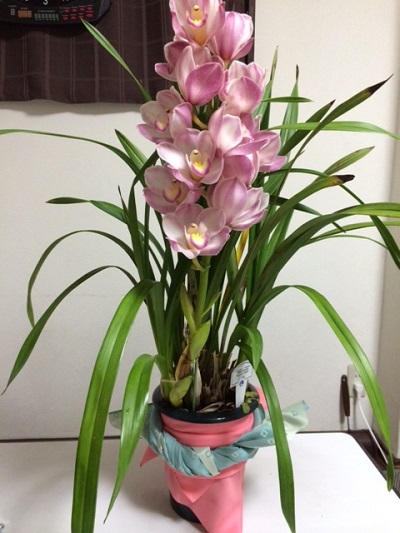 お母さん!愛されてますね! 母の日に感謝の気持ちを包みましょう!