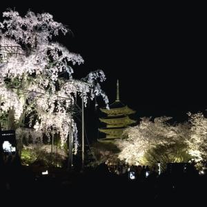 京都東寺の夜桜ライトアップ